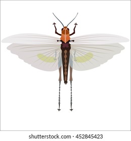 Color illustration of grasshopper on white background