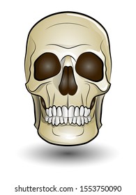 color illustration of a human skull