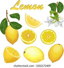 Color illustration with lemons.Vector set with whole and cut lemon fruits on a transparent background.