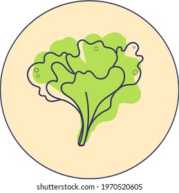 Color illustration of lettuce. Idea for design, for blogs, for print.