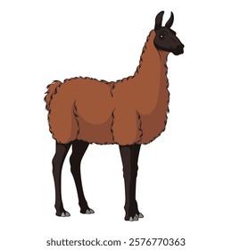 Color illustration with llama, alpaca. Isolated vector object on a white background.