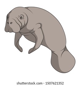 Color illustration with manatee, a sea cow. Isolated vector object on a white background. svg