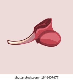 
color illustration of meat for butcher shop and business