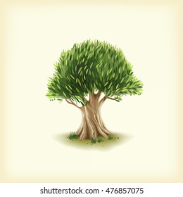 Color illustration of the olive tree. Vector format