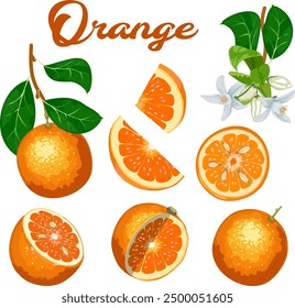 Color illustration with oranges.Vector set of whole and sliced ​​oranges on transparent background with text.