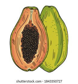 Color illustration of papaya. Whole fruit and half papaya in doodle style. Isolated objects on a white background.