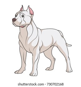 Color illustration of a pit bull dog. Isolated vector object on white background.