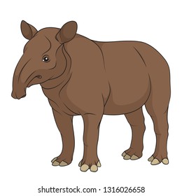 Color illustration of a plain tapir. Isolated vector object on white background.