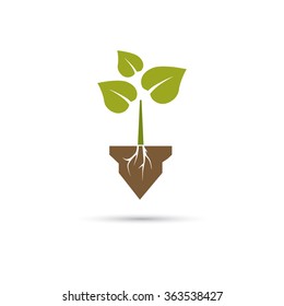 Color illustration of plant in the soil