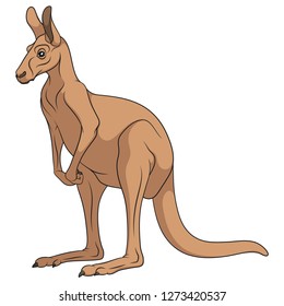 Color illustration of a red kangaroo. Isolated vector object on white background.