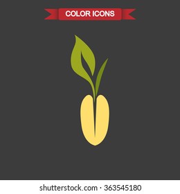 Color illustration of seed germ