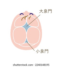 Color illustration showing the positions anterior fontanel and posterior fontanel."DAISENMON" means anterior fontanel. "SHOSENMON" means posterior fontanel.