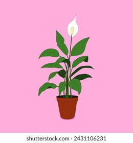 Color illustration of Spathiphyllum flowering plant