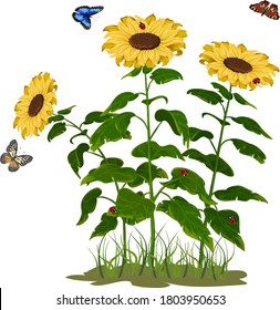 Color illustration with sunflowers.Yellow sunflowers and butterflies in color illustration.