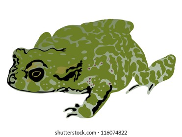 Color illustration of a toad