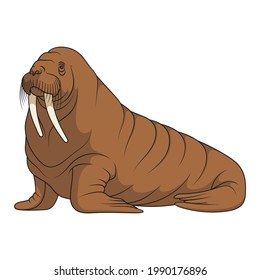 Color illustration with walrus. Isolated vector object on a white background.