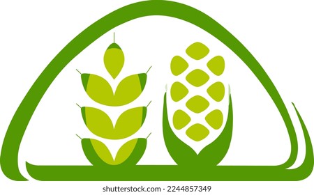 Color illustration of wheat and corn on white background