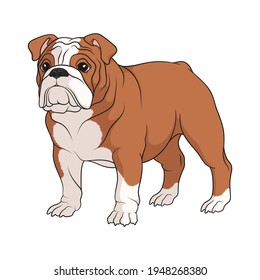 小型犬 伏せ 背景白 のイラスト素材 画像 ベクター画像 Shutterstock