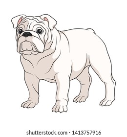 Color illustration of a white english bulldog. Isolated vector object on white background.