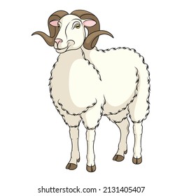 Color illustration with white ram, sheep. Isolated vector object on a white background.