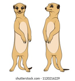 Color illustrations depicting the meerkats. Isolated vector objects on white background.