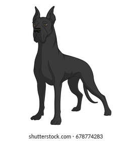 Color image of a black Great Dane. Isolated vector object on white background.