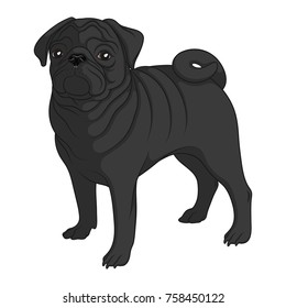 Color image of a black pug. Isolated vector object on white background.