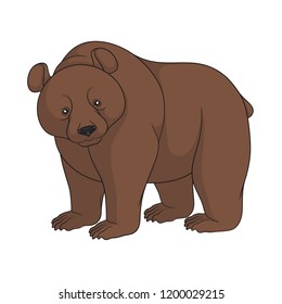 Color image of a brown bear. Isolated object on white background.