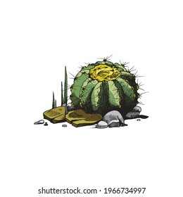 Color image of cactus in shape of sphere growing on stones, engraving vector illustration isolated on white background. Sort of desert cactus or cacti plant.
