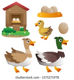 Color image of cartoon duck with drake and duckling on white background. Farm animals. Vector illustration set for kids.