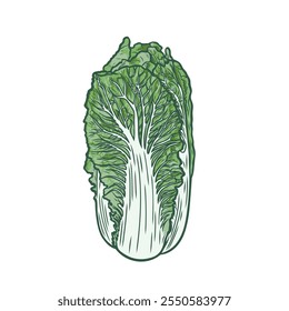 Color image of Chinese cabbage. Chinese cabbage in line drawing style.