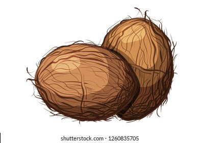 Color image of a coconut nut group on a white background. Healthy and dietary food. The element of proper nutrition. Vector illustration of a walnut fruit