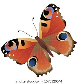Color image of colorful butterfly on white background. Insects. Vector illustration for kids.