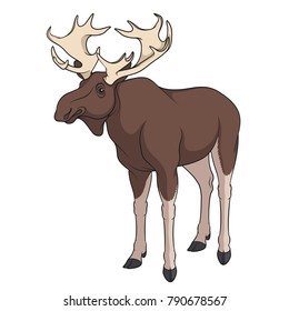 Color image of elk, moose. Isolated vector object on white background.