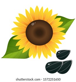 Color image of flower of sunflower with seeds on white background. Plants. Vector illustration.
