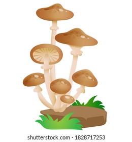 Color image of forest honey agarics on white background. Mushrooms. Vector illustration for kids.