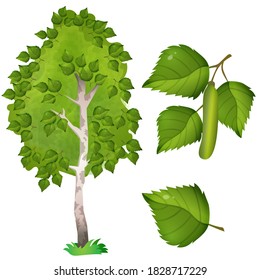  Color image of fruit, leaf and branch with catkins of birch on white background. Plants and trees. Vector illustration set for kids.