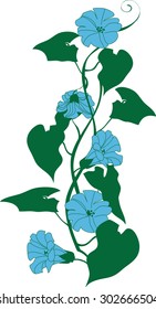 color image gerlyandy of morning glory
