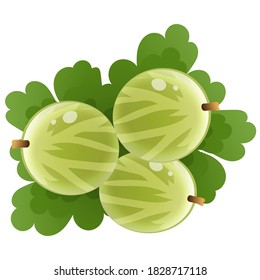 Color image of green gooseberry on white background. Berry and fruits. Vector illustration.