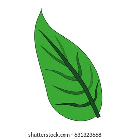 color image green leaf with ramifications