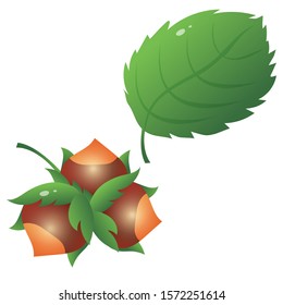 Color image of hazel leaf with hazelnut or nuts on white background. Plants and trees. Vector illustration.