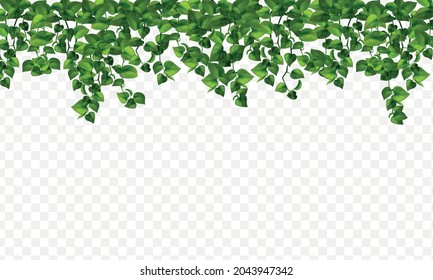 Color image of a hedge of house plants on a transparent background realistic vector illustration