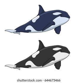 Color image of a killer whale. Isolated vector objects on white background.