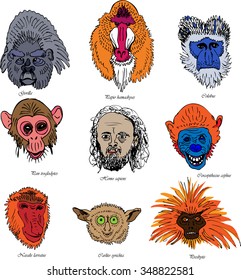 color image of monkeys