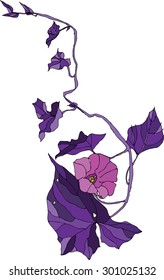 color image morning glory