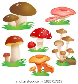 Color image of mushrooms on white background. Vector illustration set for kids.