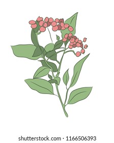 color image of a plant, vector, white background