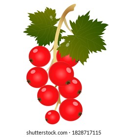 Farbbild eines roten Johannisbrots auf weißem Hintergrund. Berry und Früchte. Vektorgrafik.