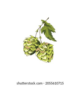 Color image of sprig with hop cones and leaves, hand drawn sketch vector illustration isolated on white background. Hop botanical image for beer and brewery.