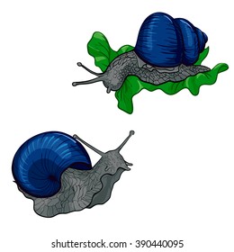 a color image of two blue snails looking to each other